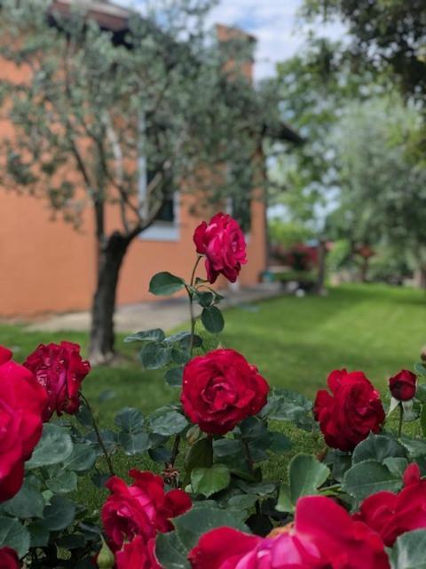 Il Giardino Delle Rose Διαμέρισμα Spello Εξωτερικό φωτογραφία